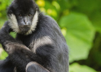 Humans Aren’t the Only Animals That Keep Pets, New Study Finds
