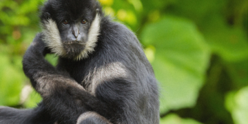 Humans Aren’t the Only Animals That Keep Pets, New Study Finds