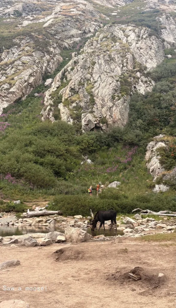 A moose drinks from a body of water in a mountainous area near St. Mary's Glacier.