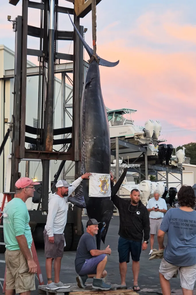 A large Atlantic blue marlin caught by Damon Sacco and his crew hanging from a crane in Falmouth, Massachusetts.