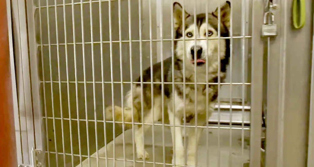 A husky mix dog in a cage in an animal shelter.