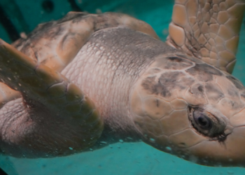 A Rare Sea Turtle Traveled 5,000 Miles and Got Slathered in KY Jelly. Now He’s Finally Going Home.