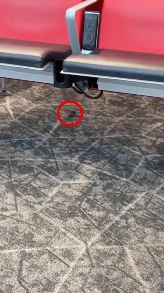 A rat on the carpet beneath red airport lounge seats.