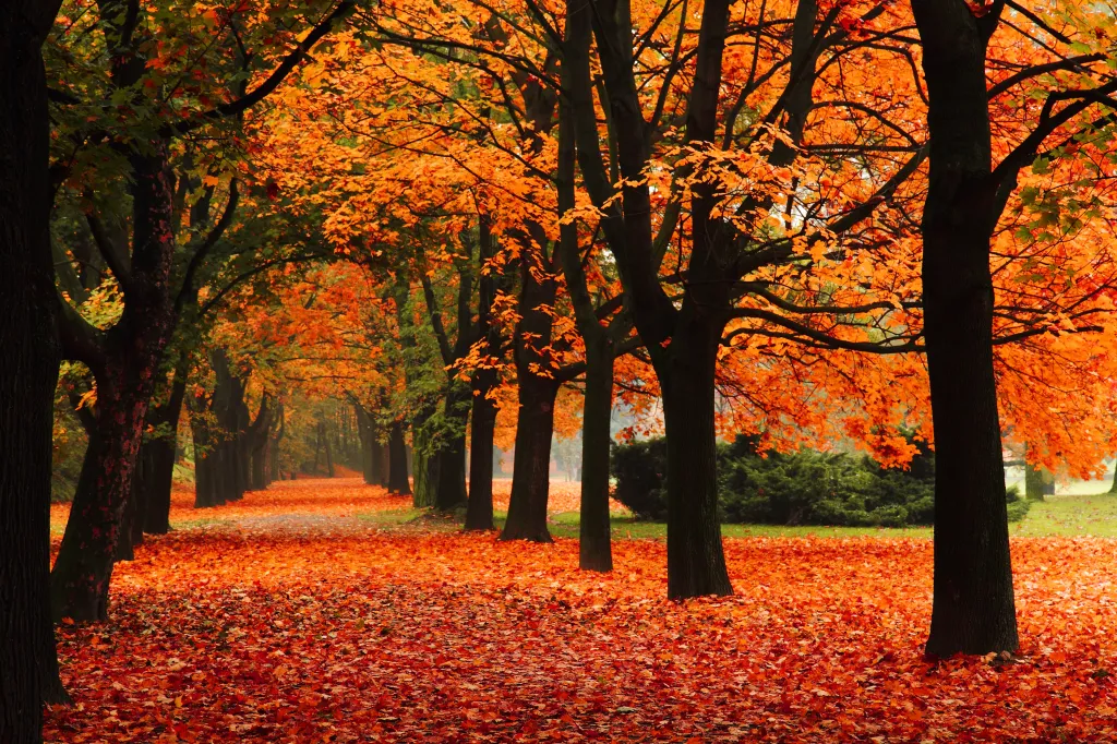 Fall foliage season starts as early as September.