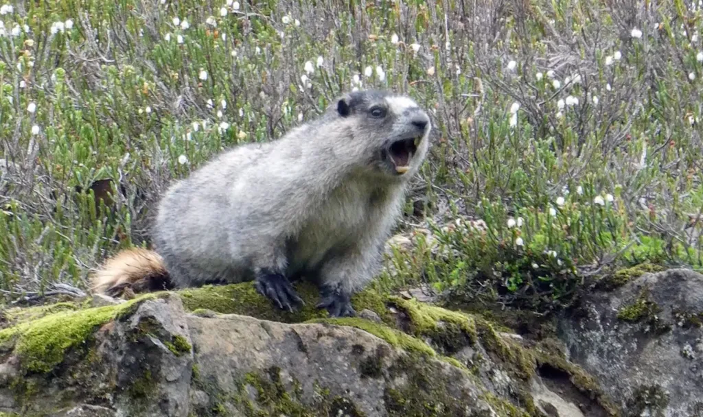 A gray marmot with a brown tail sits on a mossy rock, its mouth open.
