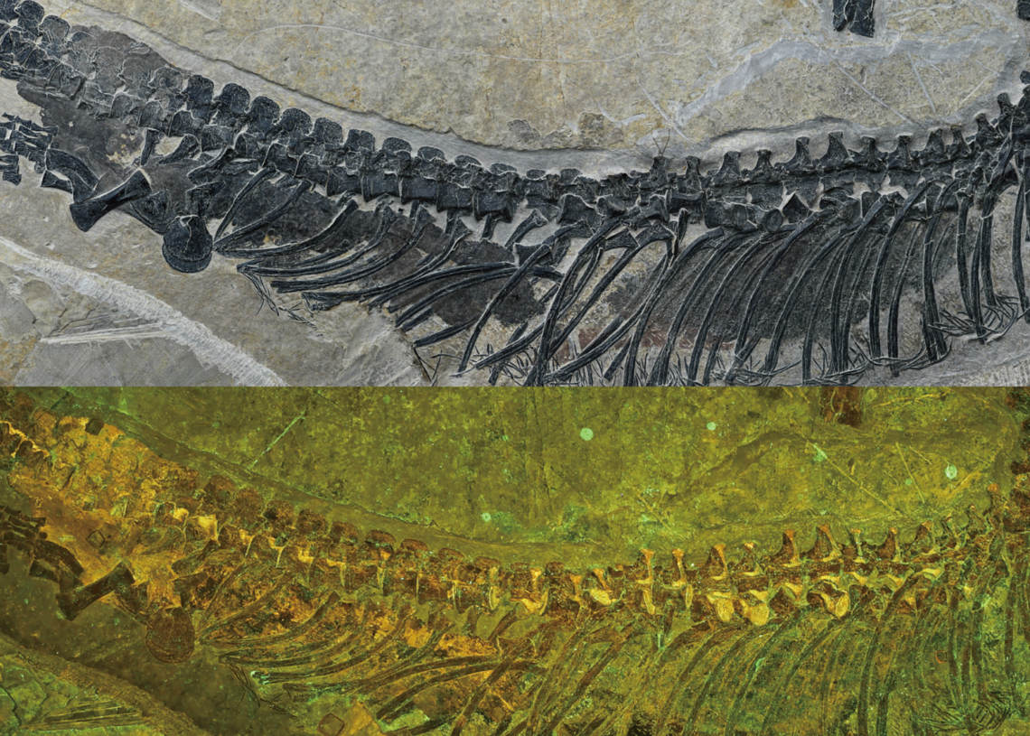 Scientists Just Found a 245-Million-Year-Old Sea Reptile With Its Organs Still Intact