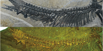 Scientists Just Found a 245-Million-Year-Old Sea Reptile With Its Organs Still Intact