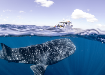 Newborn Whale Sharks Are Almost Impossible to Find, But Scientists May Finally Know Where They Hide