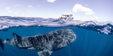 Newborn Whale Sharks Are Almost Impossible to Find, But Scientists May Finally Know Where They Hide