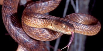 Scientists Reveal How a Group of Inbred Snakes Took Over an Entire Island