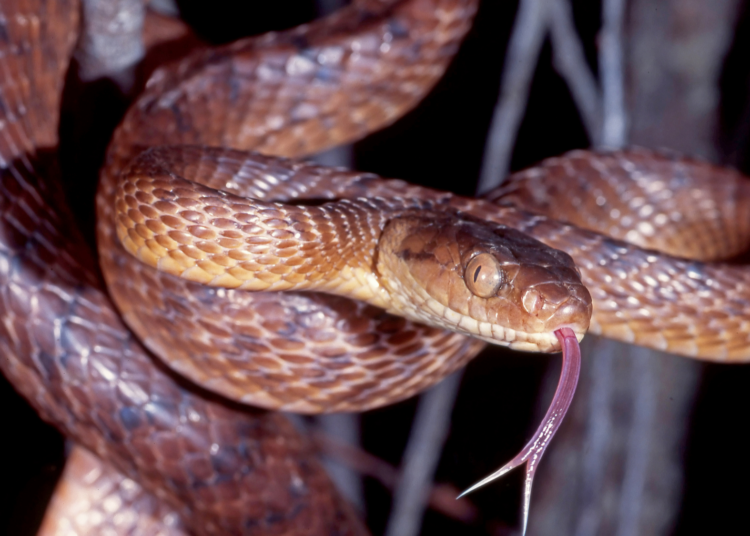 Scientists Reveal How a Group of Inbred Snakes Took Over an Entire Island