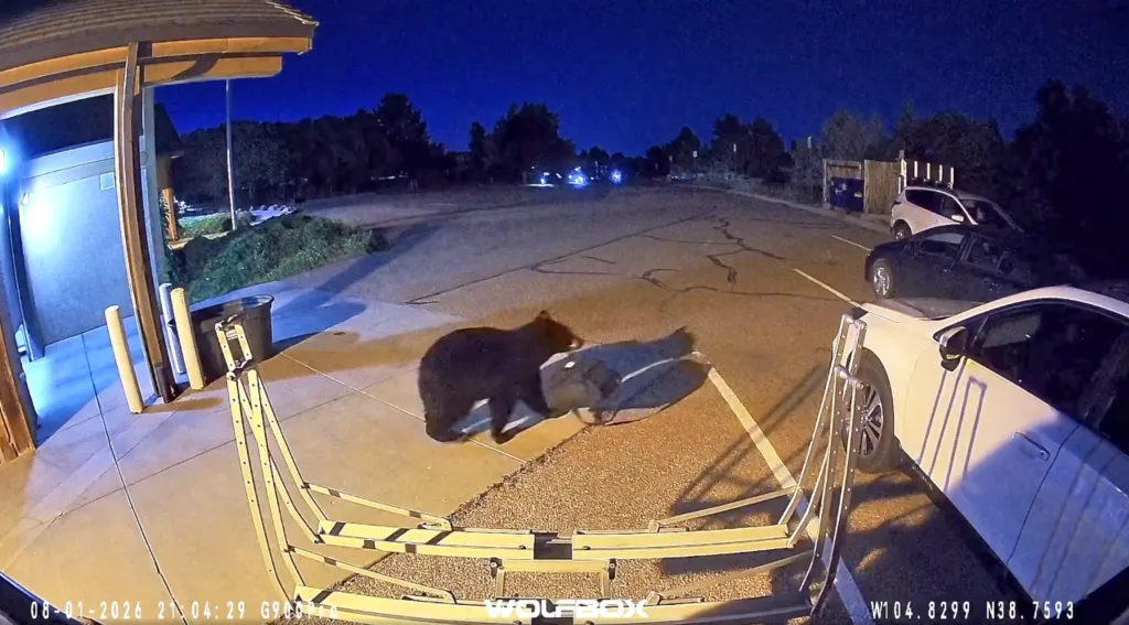 A black bear walks away with a bag from a fire department station at night.