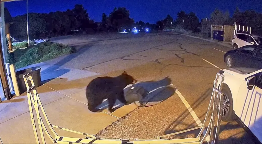 A black bear steals a bag outside a fire station at night.