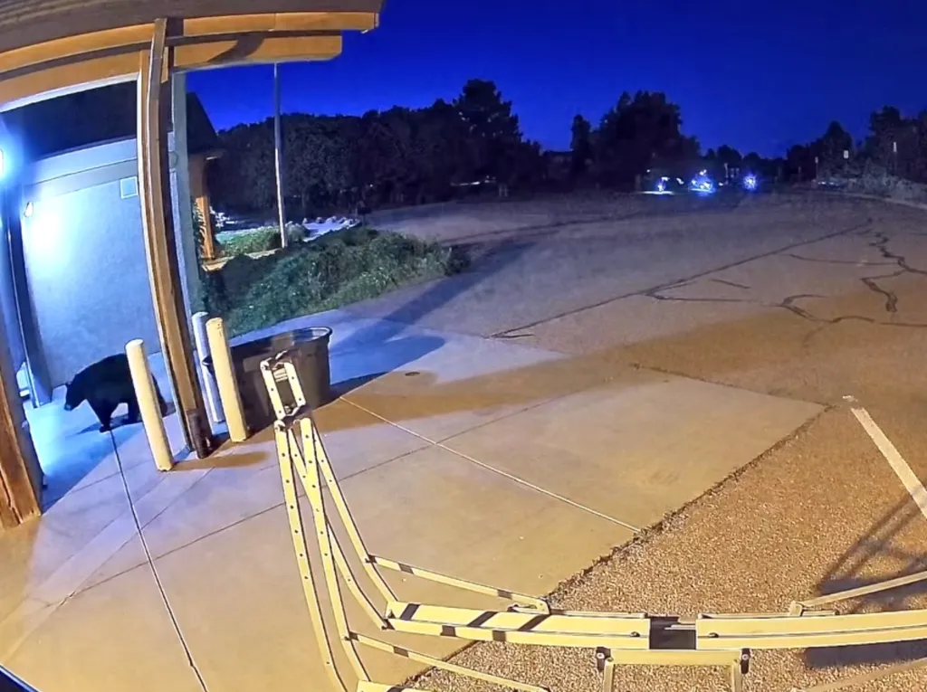 A black bear caught on camera stealing a bag from a Colorado fire station.