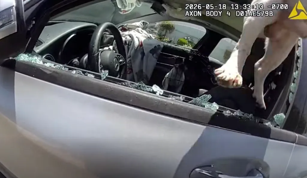 A dog being rescued from a car through a broken window.