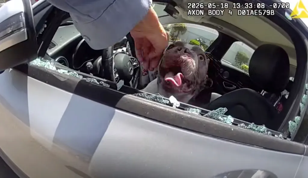 Officer reaching into a car with a broken window to rescue a distressed dog.