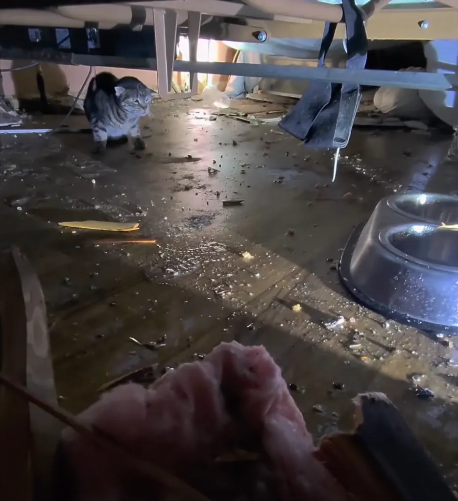 A cat looks around in a flooded, debris-filled room after a storm.