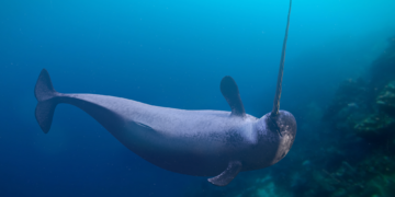 Scientists Just Discovered Narwhal Tusks Are Even Stranger Than We Thought