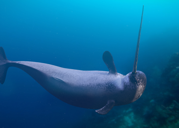 Scientists Just Discovered Narwhal Tusks Are Even Stranger Than We Thought