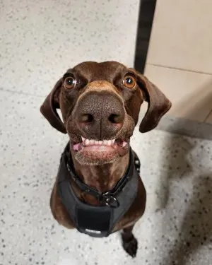 Bolt, a 3-year-old German shorthaired pointer at Dallas Fort Worth International Airport, has been named the winner of the Transportation Security Administration's annual Cutest Canine Contest for 2026.
