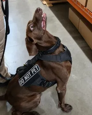 Bolt's handler applauded the furry bundle of energy for winning hte award.