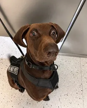 Bolt beat out 84 other canines in the agency to be named the cutest of 2026.