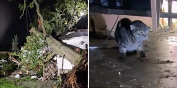 Tree smashes LI home during intense storms, trapping dozens of cats inside