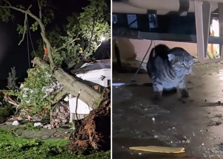 Tree smashes LI home during intense storms, trapping dozens of cats inside