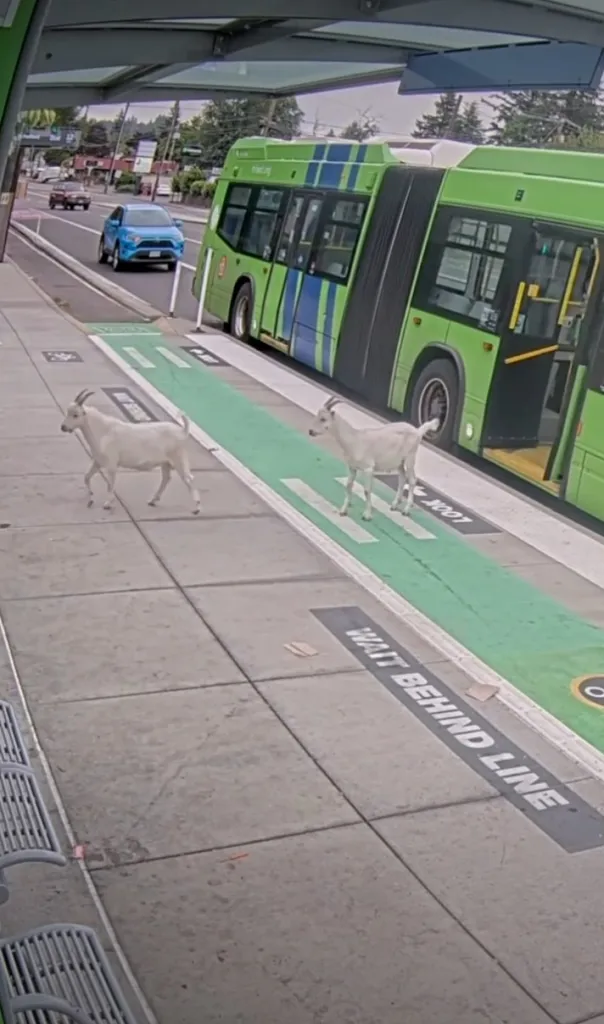 Two goats stand on a sidewalk next to a bus, seemingly attempting to board it.