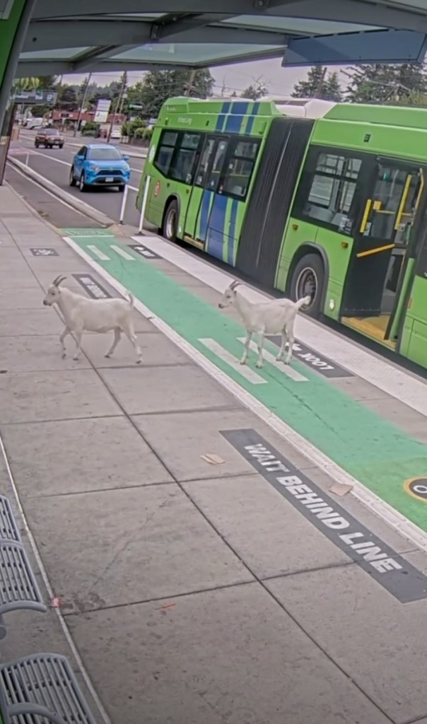 Two goats on a bus stop platform next to a green bus with its doors open.