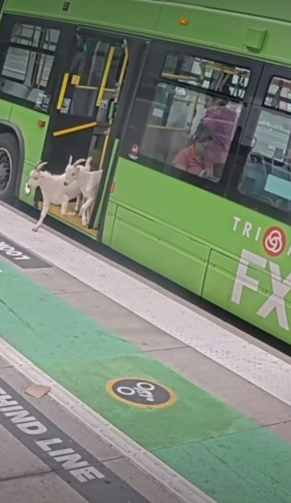 Two goats attempt to board a public bus in Portland.