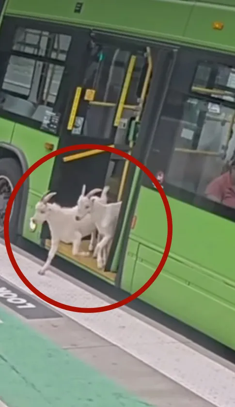 Two goats trying to board a public bus in Portland.