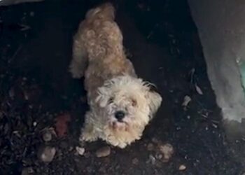 A dog down a drain, a worried owner and a howlingly joyful reunion