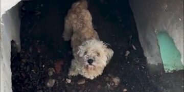 A dog down a drain, a worried owner and a howlingly joyful reunion