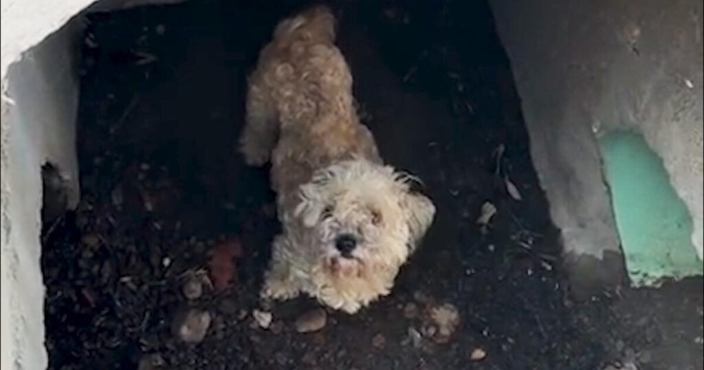 A dog down a drain, a worried owner and a howlingly joyful reunion