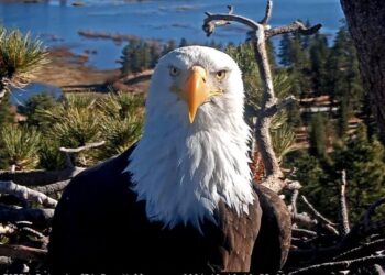 Celebrity bald eagle Jackie’s anemia worsens: ‘We wish we had better news’