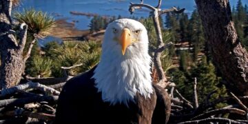 Celebrity bald eagle Jackie’s anemia worsens: ‘We wish we had better news’
