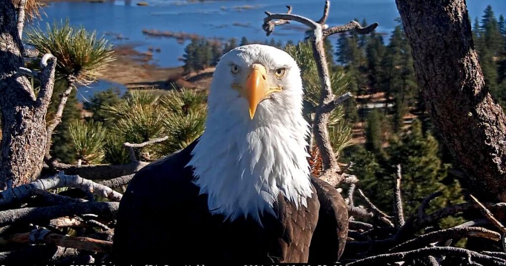 Celebrity bald eagle Jackie’s anemia worsens: ‘We wish we had better news’