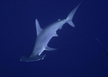 Hammer time: Rare hammerhead shark gives Malibu pier fishermen a shock