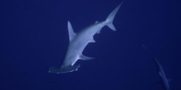 Hammer time: Rare hammerhead shark gives Malibu pier fishermen a shock