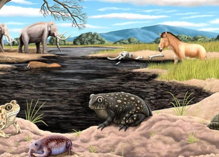 Tiny toad, big discovery: New ice age amphibian found in La Brea Tar Pits collection