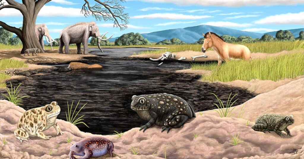 Tiny toad, big discovery: New ice age amphibian found in La Brea Tar Pits collection