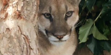 Injured mountain lion found in a San Dimas neighborhood was euthanized, wildlife officials say