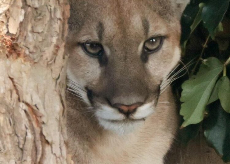 Injured mountain lion found in a San Dimas neighborhood was euthanized, wildlife officials say