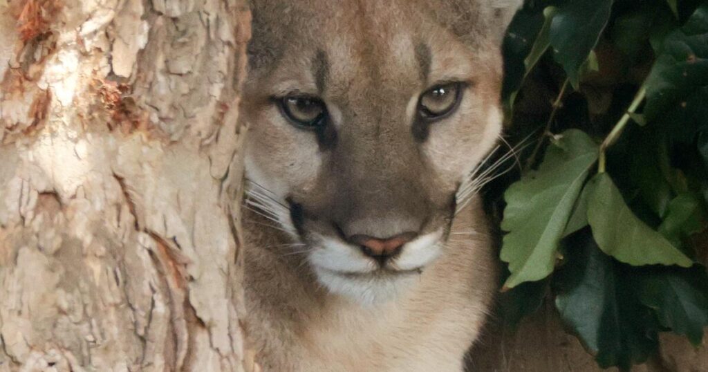 Injured mountain lion found in a San Dimas neighborhood was euthanized, wildlife officials say