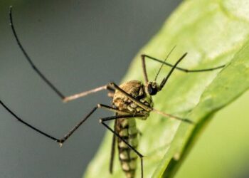 L.A. resident dies from West Nile virus; California cases hit 5-year high amid warming climate
