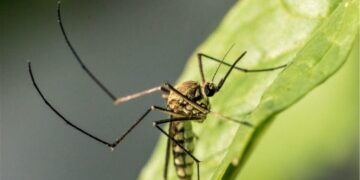 L.A. resident dies from West Nile virus; California cases hit 5-year high amid warming climate