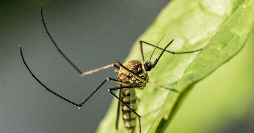 L.A. resident dies from West Nile virus; California cases hit 5-year high amid warming climate