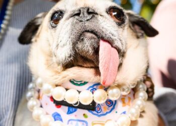 Pug dog Jinny Lu and her floppy tongue win World’s Ugliest Dog Contest after losing 3 times