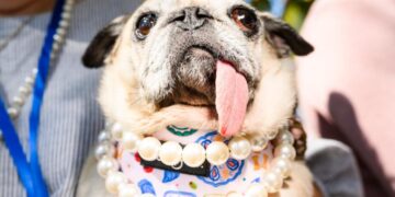Pug dog Jinny Lu and her floppy tongue win World’s Ugliest Dog Contest after losing 3 times